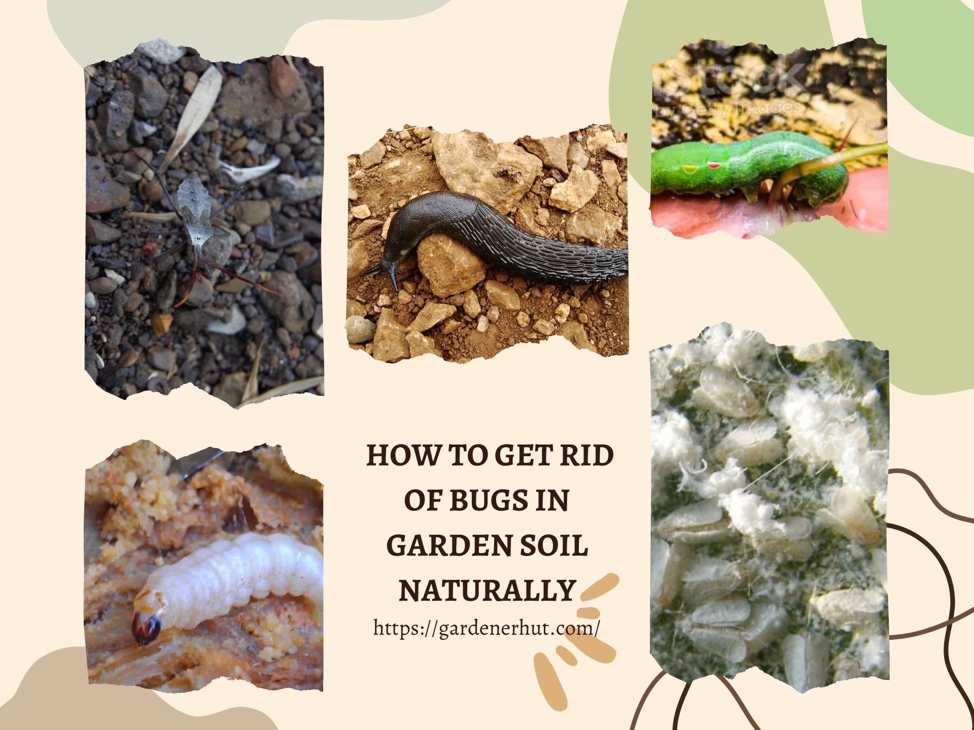 How to Get Rid of Bugs in Garden Soil Naturally