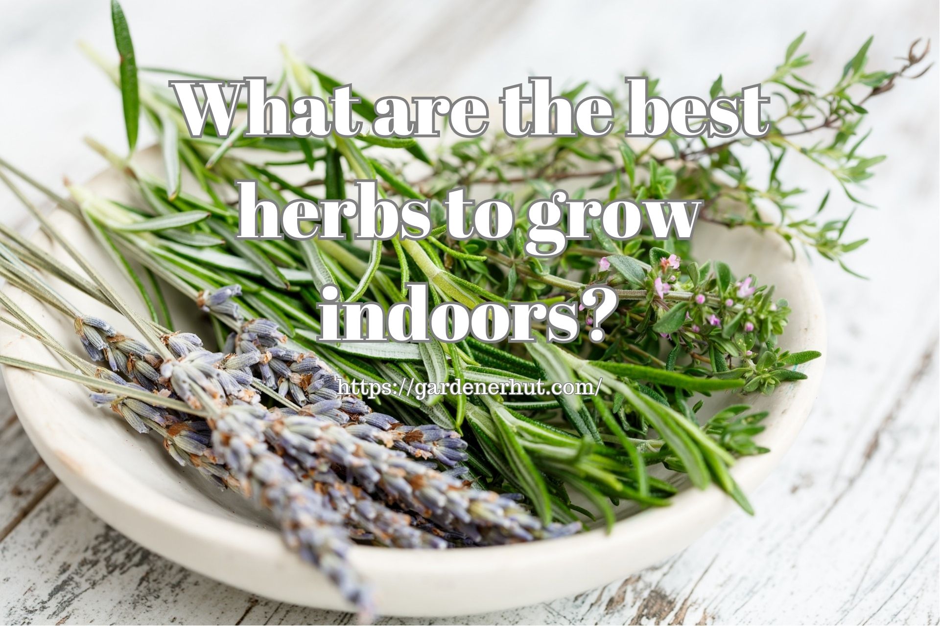 What are the best herbs to grow indoors